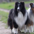 HH Sheltie Jungs Finn & Louis 