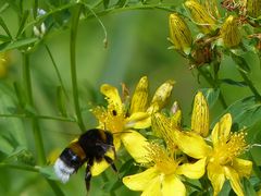 hhhhmmmm ... lecker Pollen