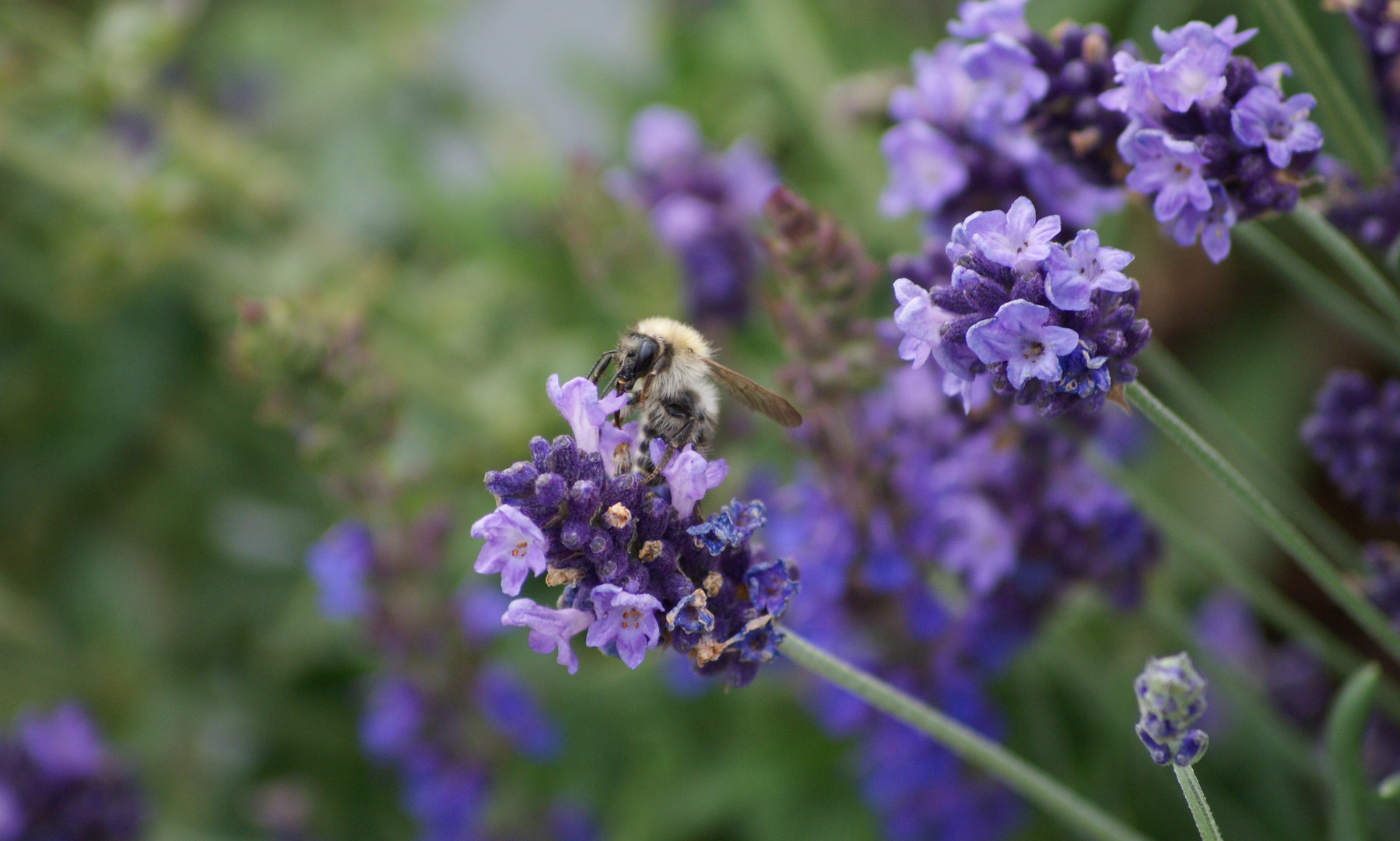 Hhhmm! Lecker Lavendel!