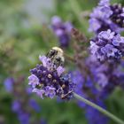 Hhhmm! Lecker Lavendel!