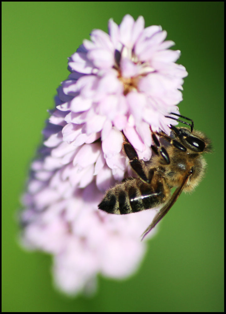 Hhmmm... lecker Blume