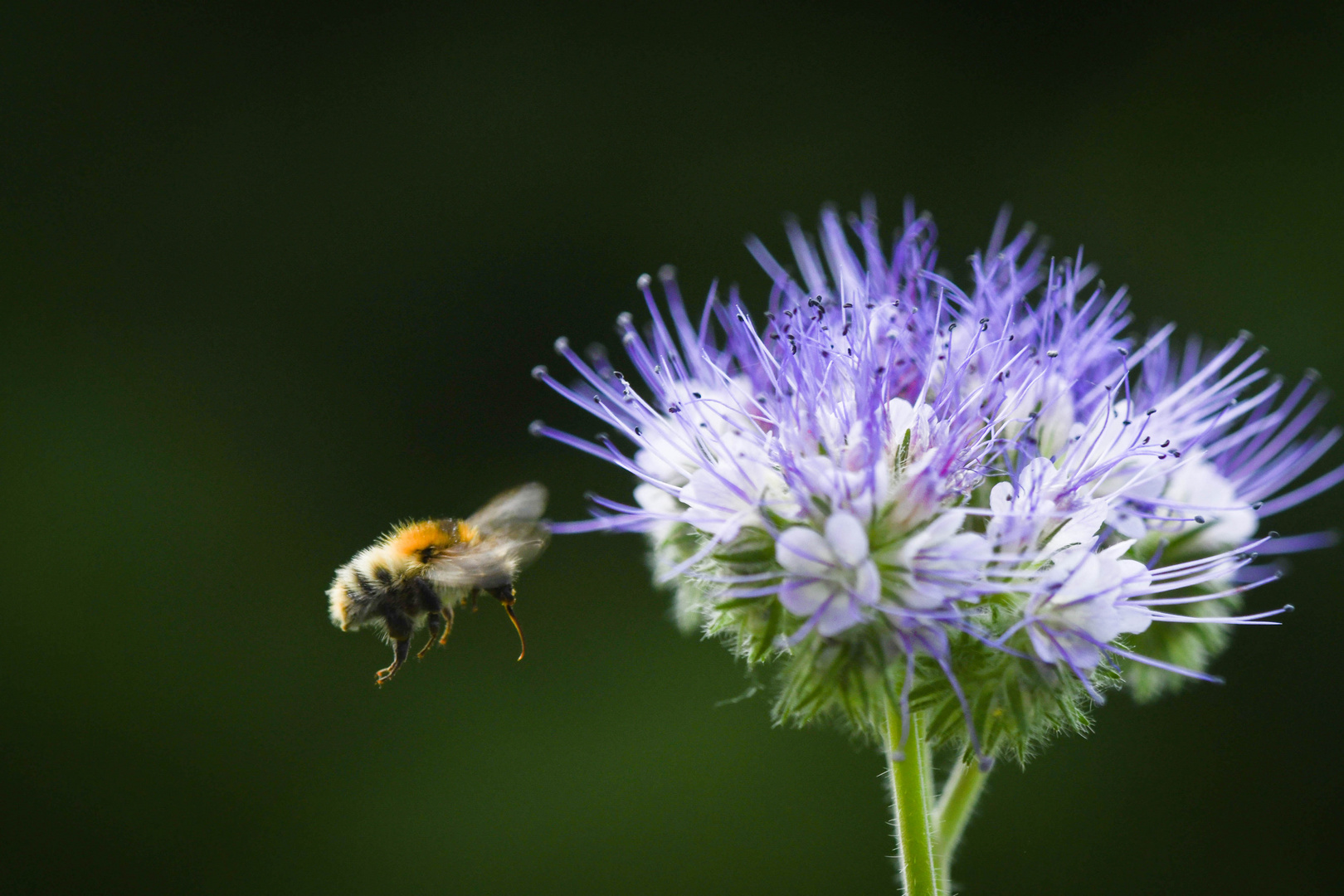 Hi! Foto & Bild tiere, wildlife, insekten Bilder auf