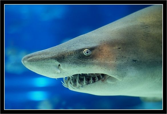 Hi! - Freund oder Feind? - Hai! Schau mir in die Augen, Kleiner!