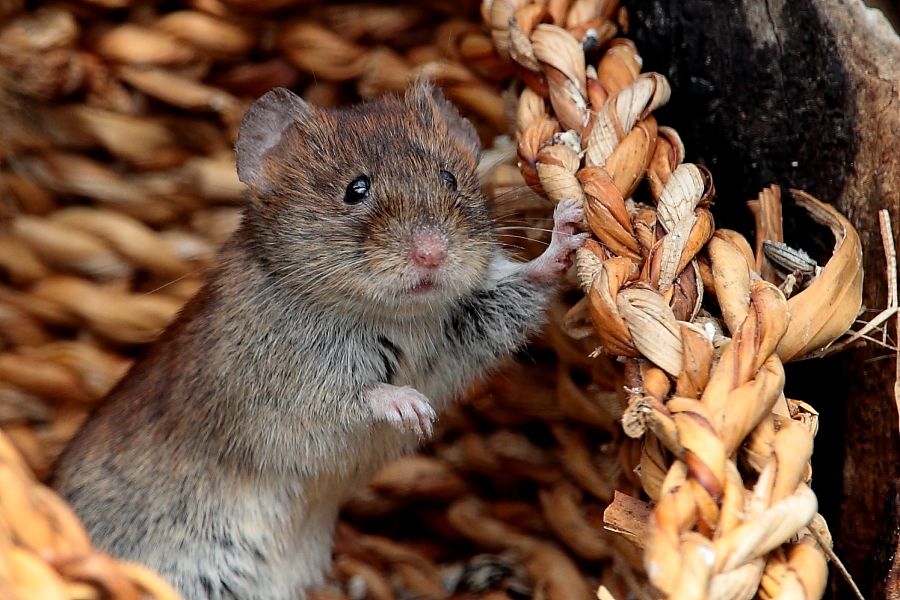 hi friends - "Frohe Ostern", Dettingen a.d.Erms, Biosphärengebiet schw. Alb