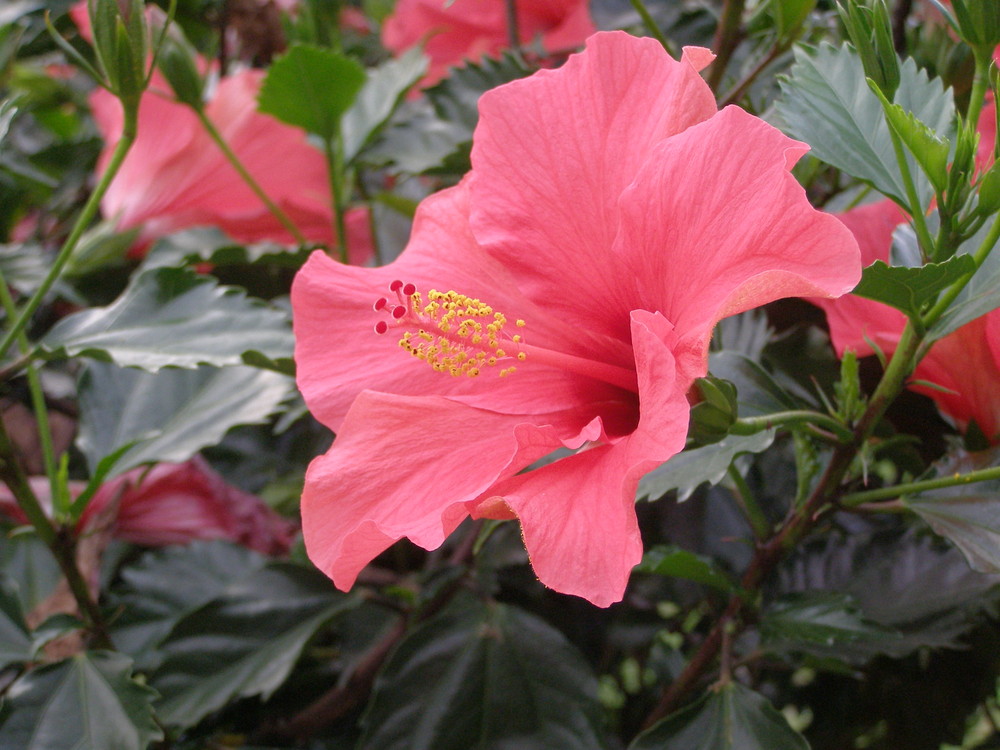 Hi-Hi-Hibiskus