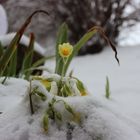 Hi-hi-kein Aprilscherz,ist so auf der Alb heute zu sehen !!!