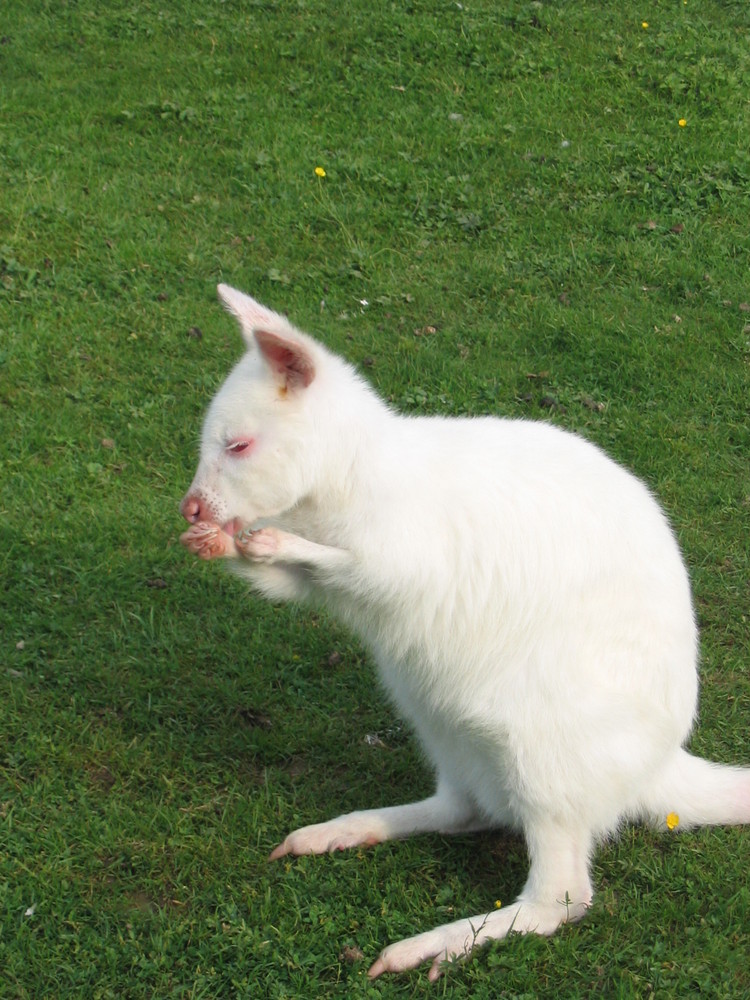 Hi, ich bin Albino