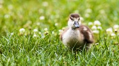 "Hi, ich bin eine Nilgans, aber noch klein