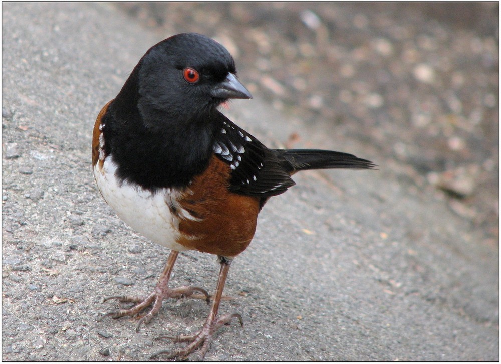 Hi, I'm a Rufous-Sided Towhee