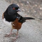 Hi, I'm a Rufous-Sided Towhee