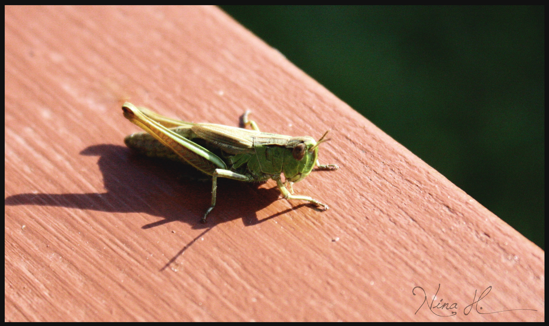 "Hi, my name is Flip."