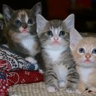 "Hi! We are three 6-weeks-old kittens looking for new family..."