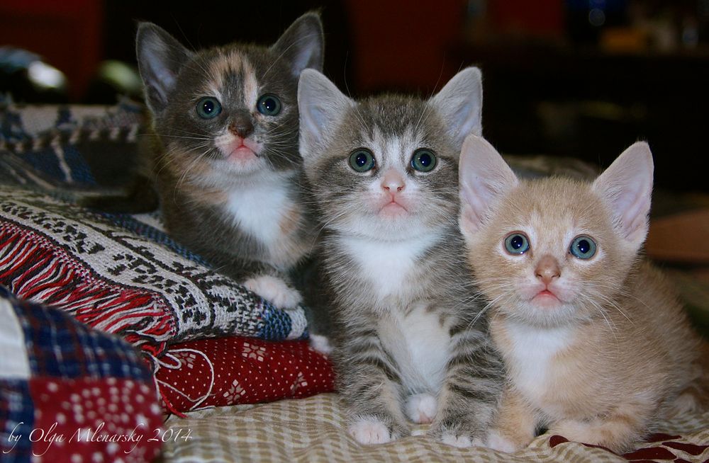 "Hi! We are three 6-weeks-old kittens looking for new family..."