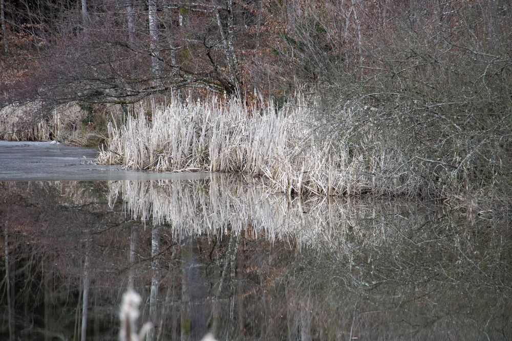 Hiandlteich mit 200mm