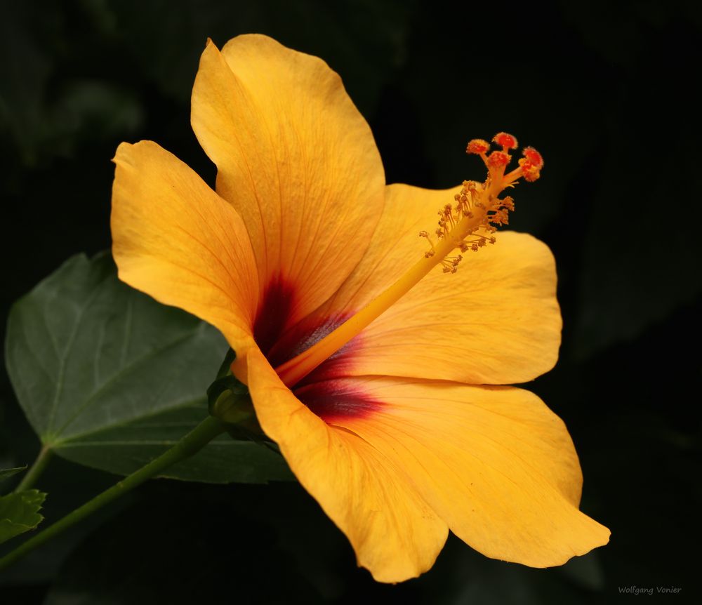 Hibischkusblüte