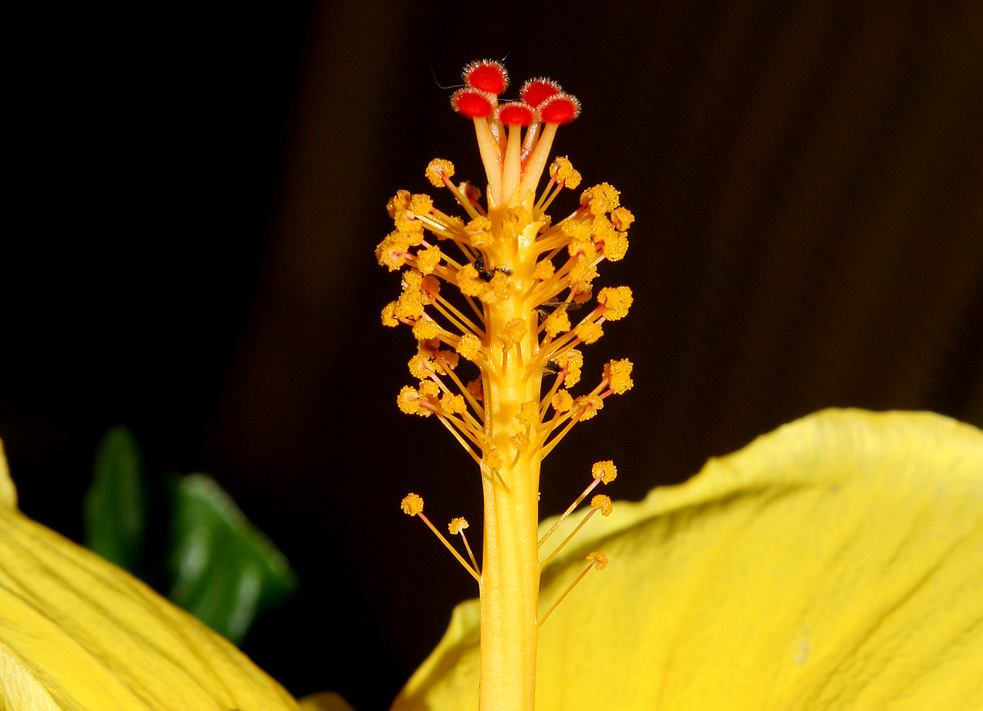 HIBISCKUS STEMPEL