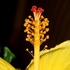 HIBISCKUS STEMPEL