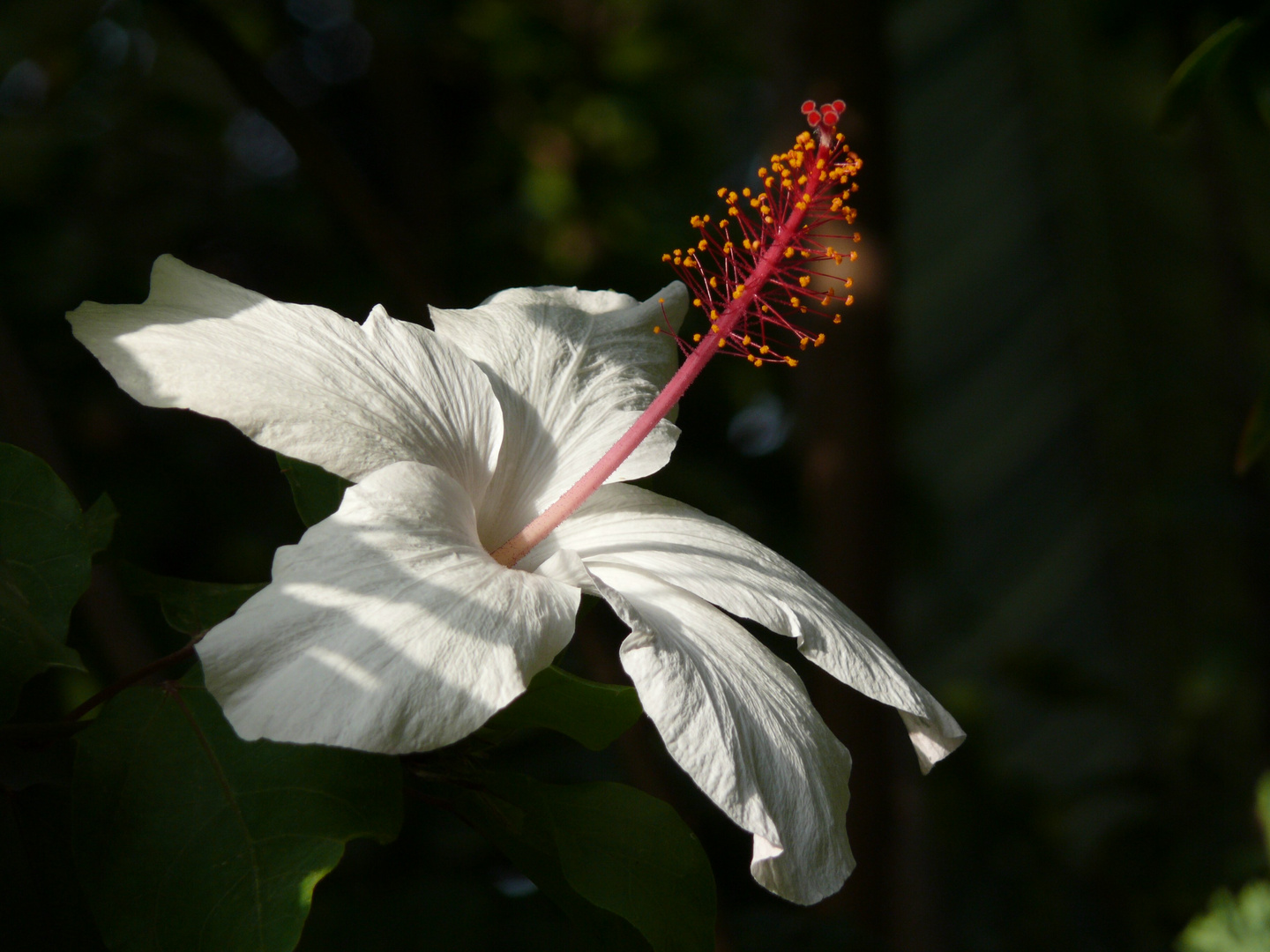 Hibisco