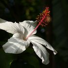 Hibisco