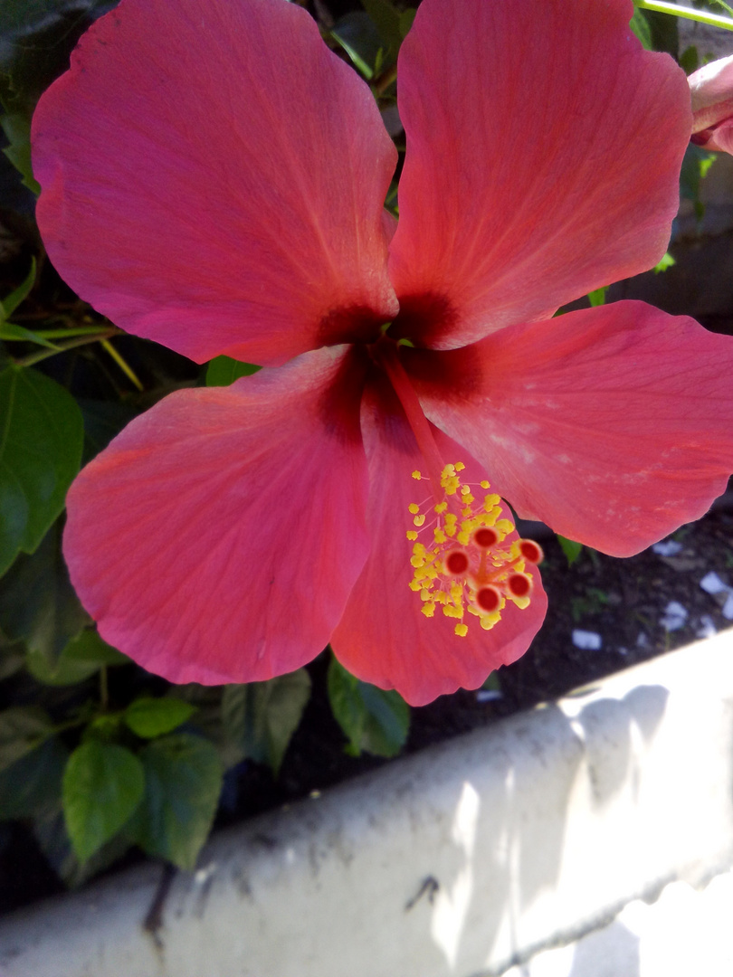 Hibisco