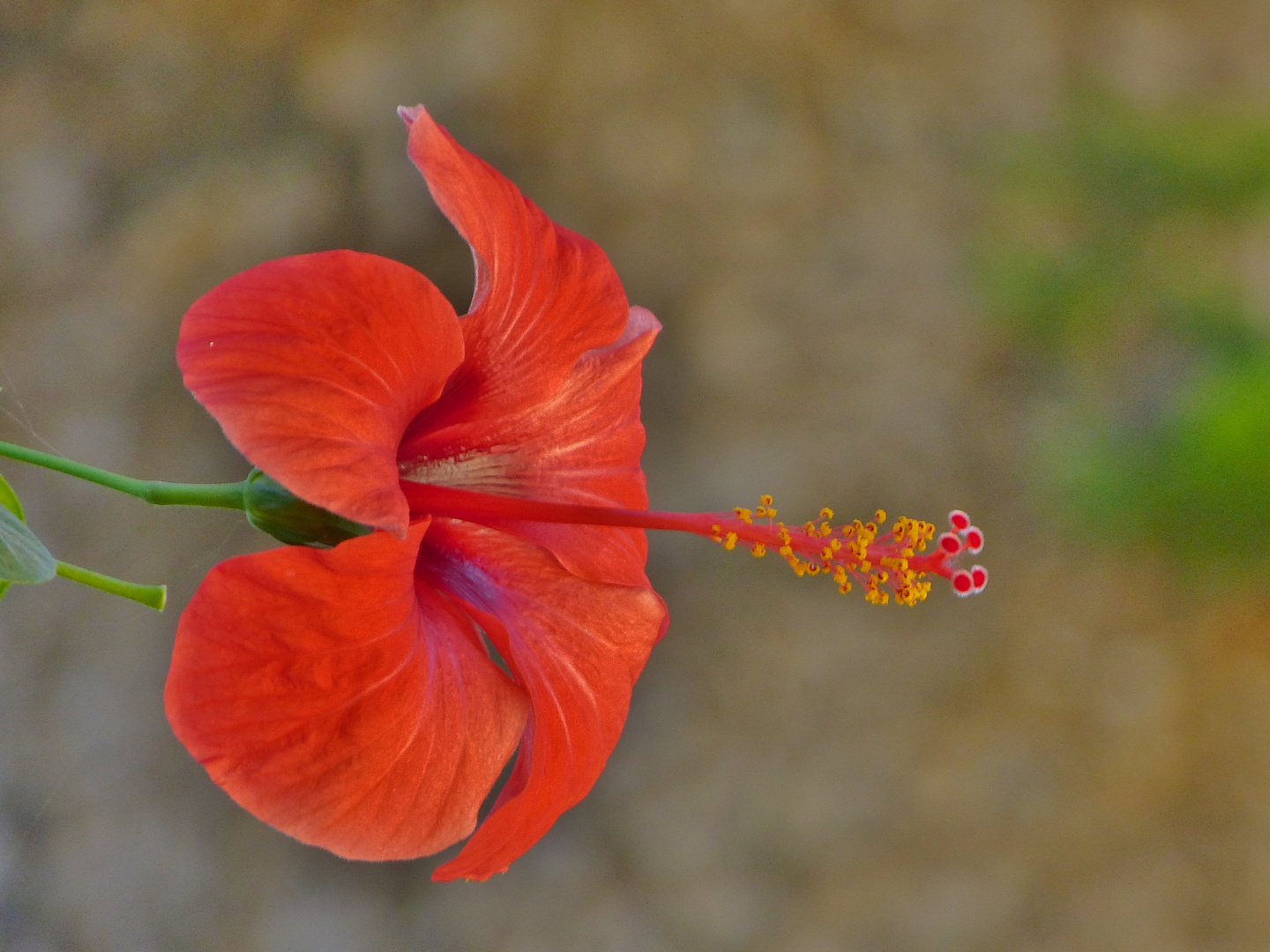 Hibisco