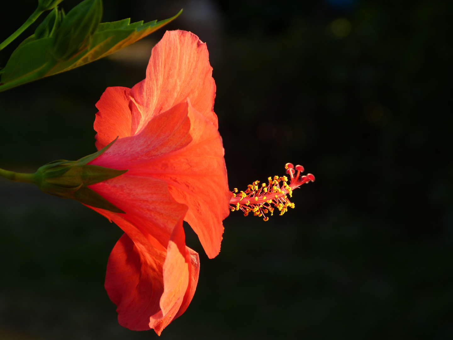 Hibisco