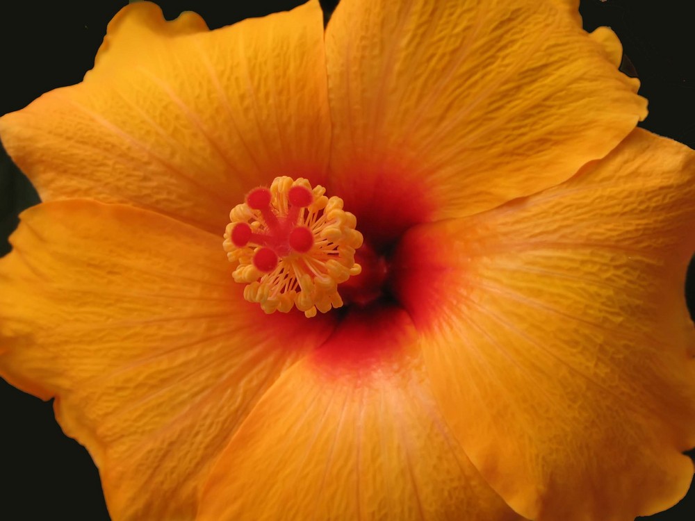 Hibisco amarillo