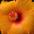 Hibisco amarillo