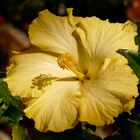 Hibisco  amarillo  II  