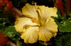 Hibisco  amarillo  II  