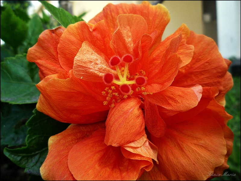 Hibisco dobrado alaranjado