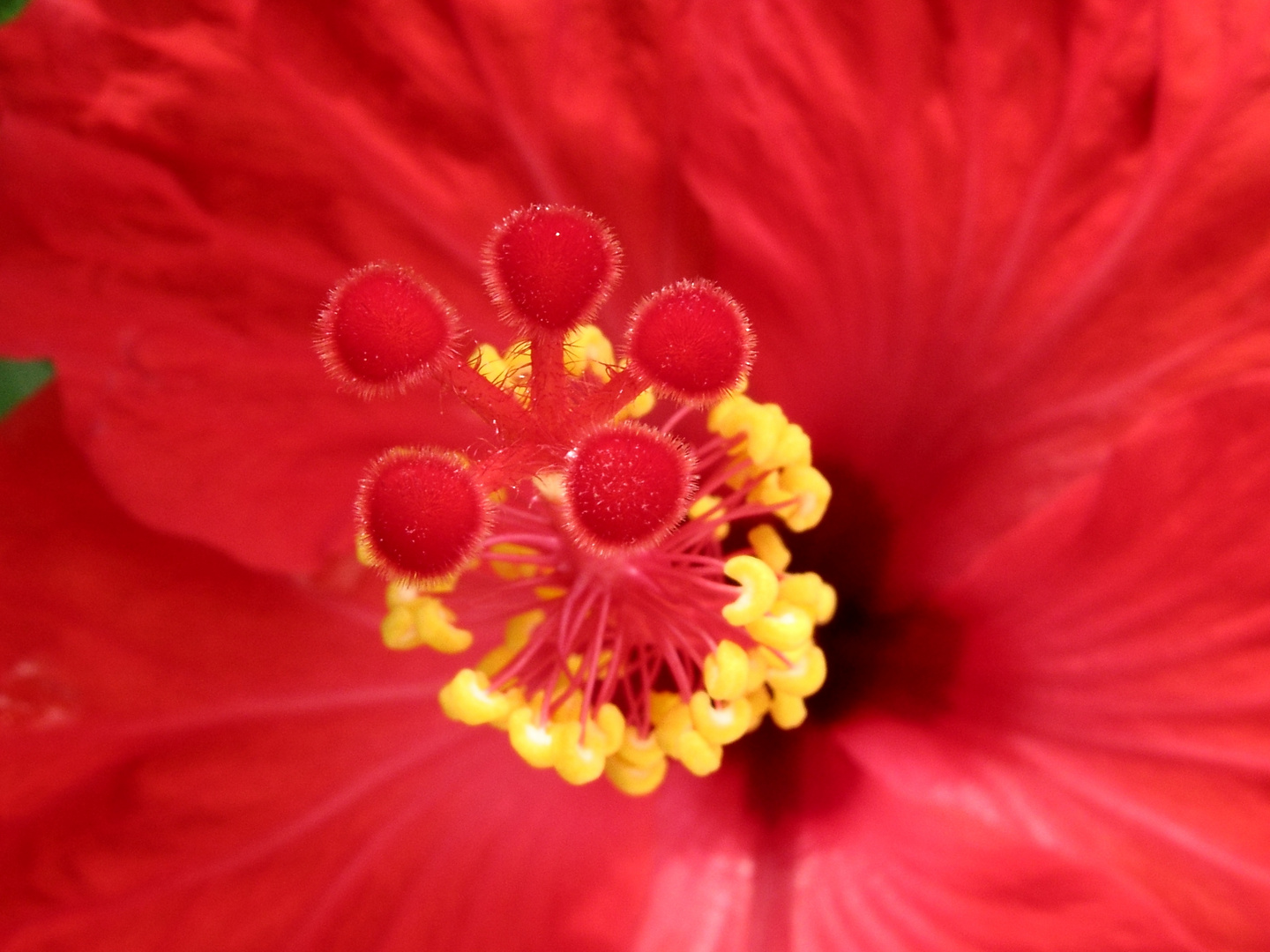 Hibisco rojo