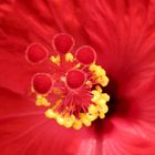 Hibisco rojo