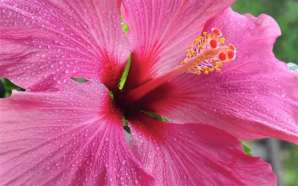 Hibiscus