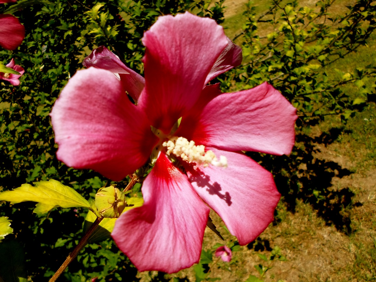 Hibiscus 01