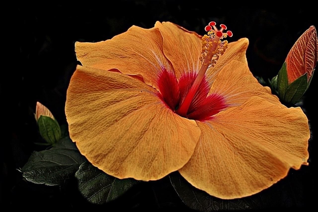  " Hibiscus "