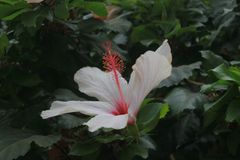 Hibiscus