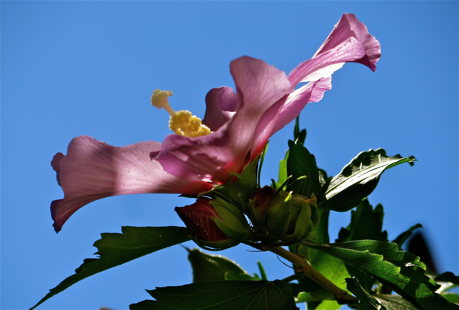 ... Hibiscus !!!...