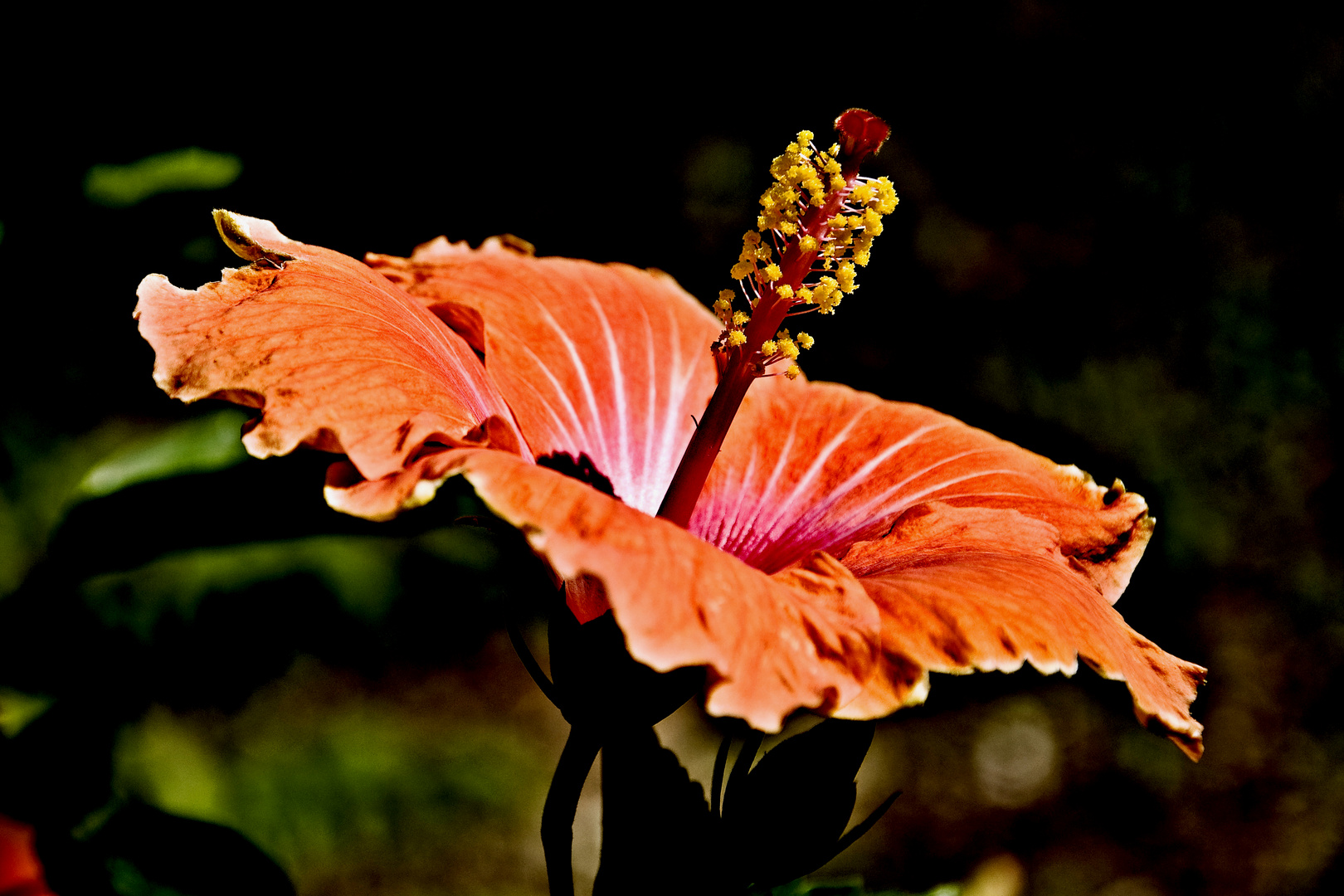 Hibiscus