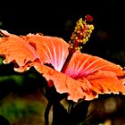 Hibiscus