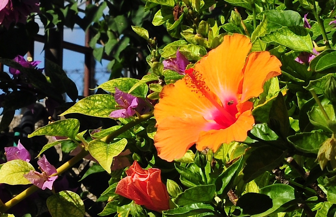 Hibiscus