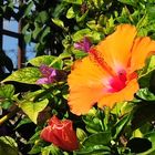 Hibiscus