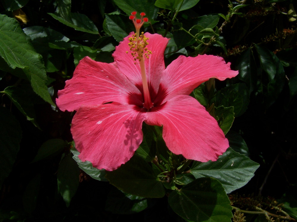 Hibiscus