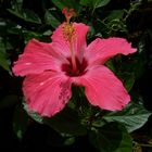 Hibiscus