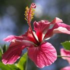 hibiscus