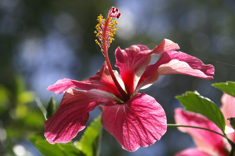 hibiscus