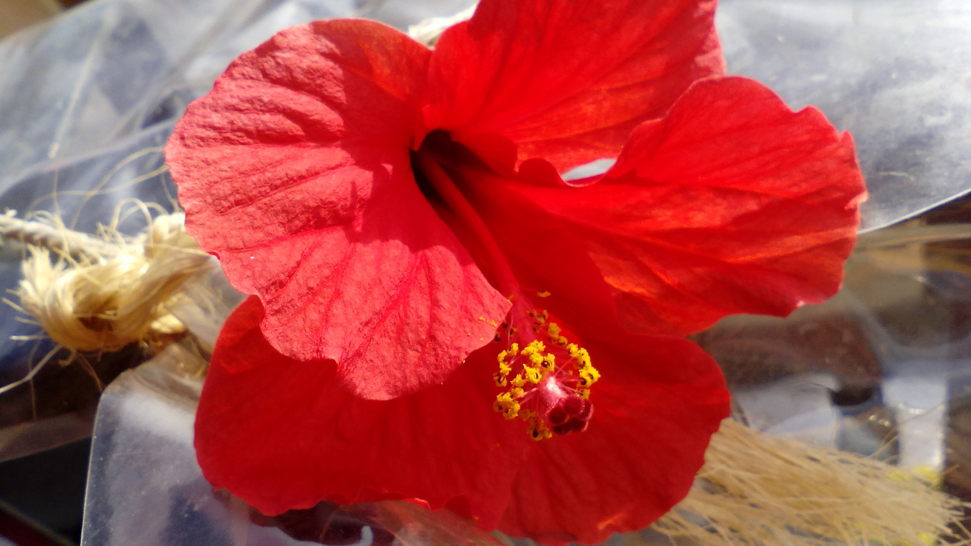 Hibiscus 1