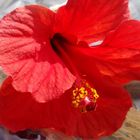 Hibiscus 1