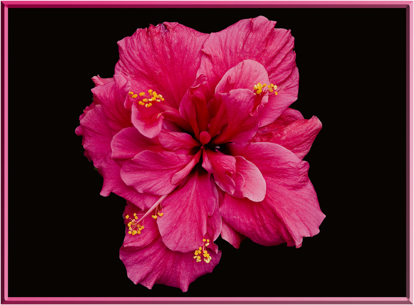 HIBISCUS 1