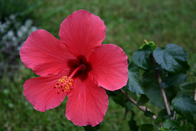 hibiscus 1